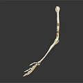 Detailed Educational Anatomical Arm Skeleton Model on Dark Background with Reflection