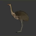 Ostrich Bird with Brown Feathers Long Neck White Legs Standing on Gray Background