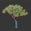 Tropical Dragon Tree With Green Clustered Leaves And Thick Brown Trunk
