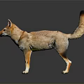 Brown And Yellow Jackal With Pointed Ears Long Tail Standing On Black Background