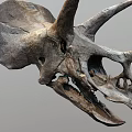 Prehistoric Triceratops Dinosaur Skull Fossil With Detailed Large Horns And Frill