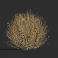 Leafless Round Shaped Tree With Dark Background And Height Measurement Scale 3d model