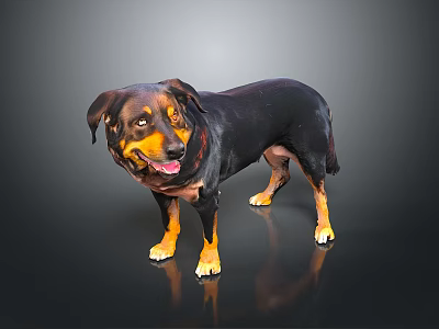 Friendly Black And Brown Dog Standing With Collar Tongue Out On Dark Background 3d model
