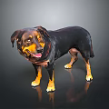 Friendly Black And Brown Dog Standing With Collar Tongue Out On Dark Background