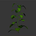 Vibrant Green Plant With Upright Stem And Fresh Green Leaves On Gray Background