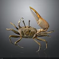 Brown Crab With Raised Large Claw On Dark Background Showing Clear Reflection