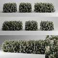 Green Leafy Bushes With White Flowers In Garden Landscaping Design