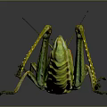 Green Grasshopper With Vibrant Green Body On Dark Reflective Surface Showing Detailed Legs