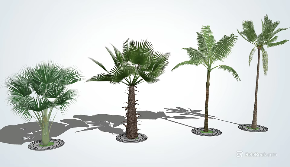 Various Palm Tree Species In Garden With Green Leaves And Shadow 3d model 