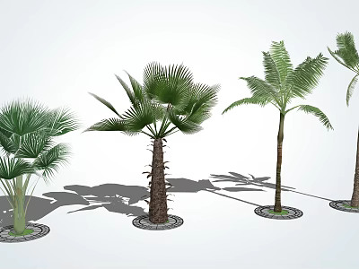 Various Palm Tree Species In Garden With Green Leaves And Shadow 3d model