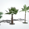 Various Palm Tree Species In Garden With Green Leaves And Shadow