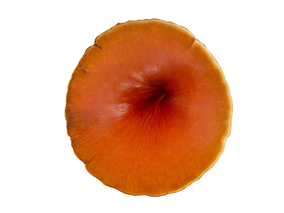 Orange Flower With Gradient Color Deep Center And Light Edge On White Background 3d model