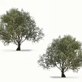 Two Olive Trees With Green Dense Foliage Isolated On White Background