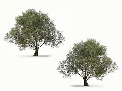 Two Olive Trees With Green Dense Foliage Isolated On White Background 3d model