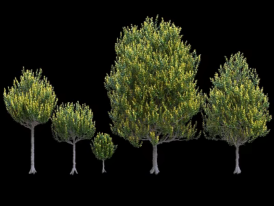 Arbor Trees in Different Sizes with Green Foliage and Growth Stages 3d model