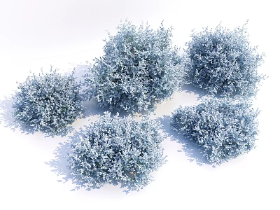 Blue Decorative Shrubs Clustered Together In Garden With Lush Foliage 3d model