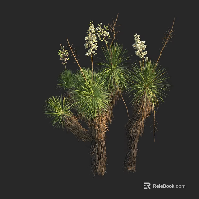 Yucca Plant With Green Long Leaves And White Flowers In Garden Landscape 3d model 