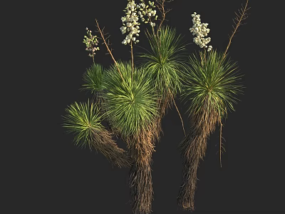 Yucca Plant With Green Long Leaves And White Flowers In Garden Landscape 3d model