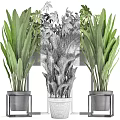 Bonsai Potted Plants Display With Various Green Foliage In Metal Pots And Stands