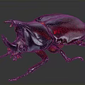 Detailed Rhinoceros Beetle With Large Horn Red And Black Metallic Body On Dark Background