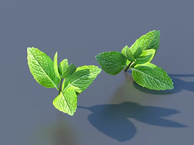 Two Fresh Green Mint Sprigs With Textured Leaves And Soft Shadows On Gray Background 3d model