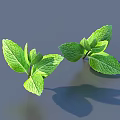 Two Fresh Green Mint Sprigs With Textured Leaves And Soft Shadows On Gray Background