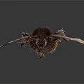 Close Up View Of Black And Yellow Fuzzy Bee With Transparent Wings Flying Insect 3d model