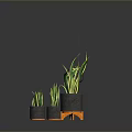 Indoor Plants With Green Yellow Striped Leaves In Hanging And Standing Pots On Dark Background