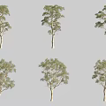 Multiple Arbor Varieties Displaying Green Foliage and Trunk Details in Views 3d model