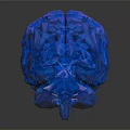 Realistic Sparkling Blue Human Brain Model With Textured Surface On Dark Background 3d model