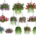 Colorful Hanging Basket Plants With Various Flower Types And Green Foliage