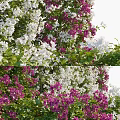 Lush Green Living Wall With Purple And White Flowers For Decorative Design