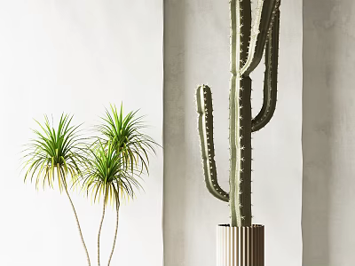 Bonsai Potted Plants In Modern Indoor Space With Cactus Dragon Tree And Textured Planter 3d model