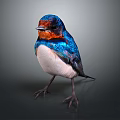 Colorful Bird With Red Head Blue Body And White Underbelly Standing On Dark Background