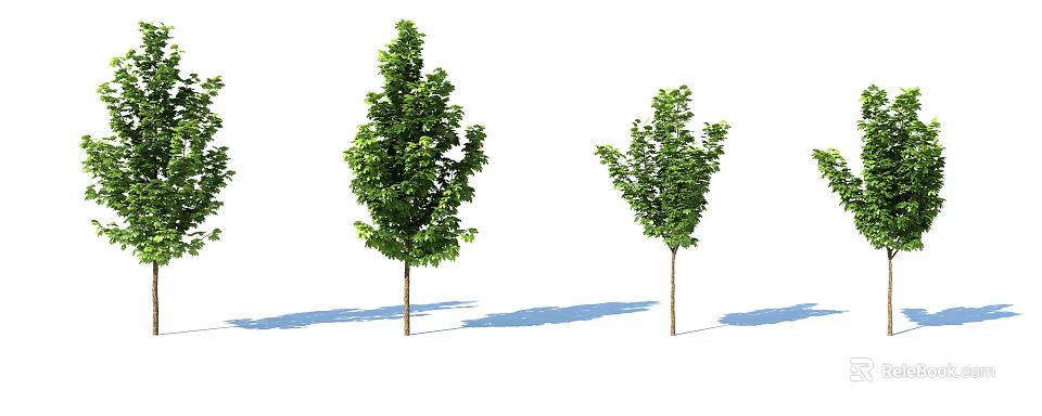 Two Arbor Trees With Green Foliage Trunks And Shadows On White Background 3d model