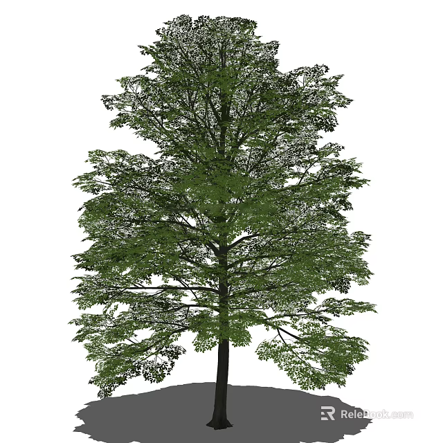 Tall Arbor With Lush Green Foliage And Dense Canopy In Natural Landscape 3d model 