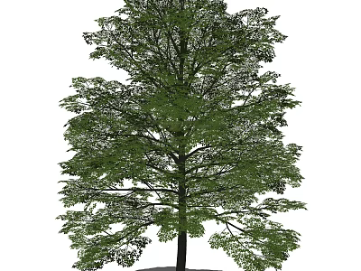 Tall Arbor With Lush Green Foliage And Dense Canopy In Natural Landscape 3d model