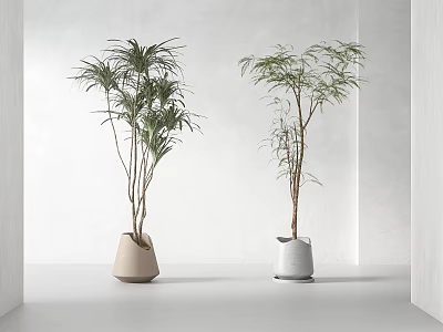 Bonsai Potted Plants with Slender Branches and Lush Leaves in Beige and White Ceramic Pots 3d model