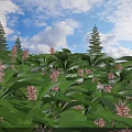 Lush Green Leaves and Pink Flowers with Blue Sky White Clouds and Pine Trees