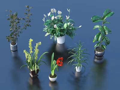 Different Types of Bonsai Potted Plants with Various Leaves and Flowers in Decorative Pots 3d model