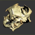 Animal Skull Skeletal Organ With Detailed Bone Structure And Natural Texture