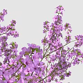 Blooming Tree With Dense Purple Flowers And Shadow On White Background 3d model