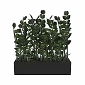 Lush Garden Decorative Greenery With Vibrant Leafy Plants In Rectangular Black Planter