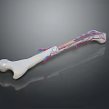 White Bone Anatomical Model With Red And Blue Blood Vessels For Medical Education