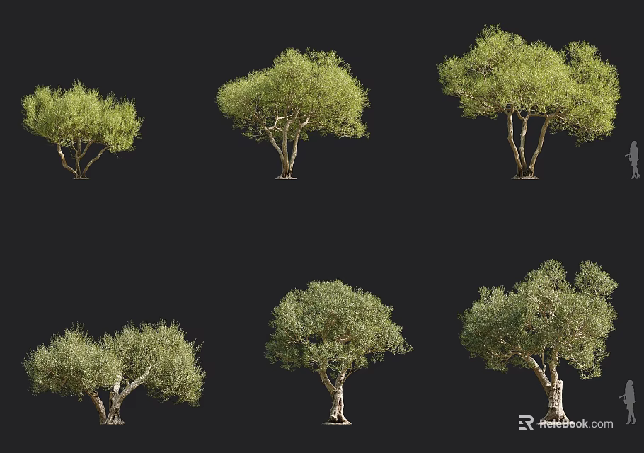 Various Olive Tree Varieties In Different Forms For Landscape Design 3d model 