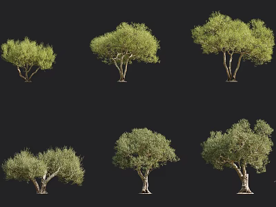 Various Olive Tree Varieties In Different Forms For Landscape Design 3d model