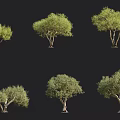 Various Olive Tree Varieties In Different Forms For Landscape Design