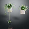 Lush Spider Plants In White Hanging Pots With Long Green Leaves And Small Offshoots