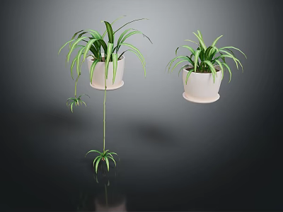 Lush Spider Plants In White Hanging Pots With Long Green Leaves And Small Offshoots 3d model