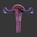 3D Model of Female Reproductive Organs Uterus Fallopian Tubes and Ovaries